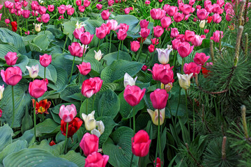 Red, crimson tulips and dark green hosta on the lawn in the park.