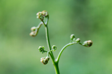 Curled bracken fern frond, eagle fern, Pteridium aquilinum, unfurling against a natural green background, closeup. young bracken (Pteridium aquilinum). Young edible leaves of eagle fern.