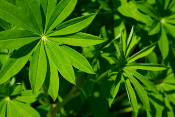 green leaves of Lupinus polyphyllus with soft sunlight in the garden, Large-leaved lupine, Vaste lupine, plant is a species of lupin, Nature floral background. green spring or summer background