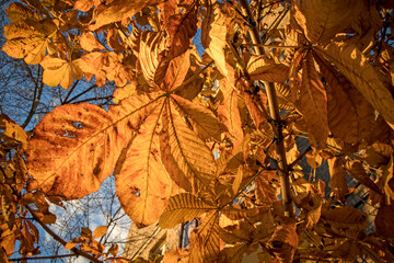 Golden leaves of chestnuts on a blue sky background