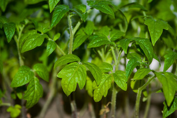 tomato leaves, green sprout. A small plant in the soil. Ecology, environmental protection. Greenhouse work. tomato seedlings, small plants. spring, start of work, agriculture, close-up