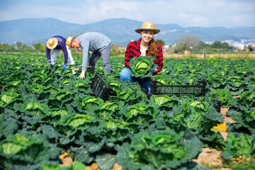 Smiling professional female farmer holding cabbage on plantation on a sunny spring day