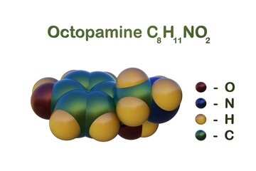 Structural chemical formula and space-filling molecular model of octopamine, a biogenic monoamine, structurally related to noradrenaline. 3d illustration
