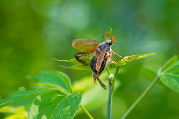 Melolontha. Cockchafer Melolontha Scarabaeidae, crawling on green leaves in natural environment. a large insect in the wild. garden pest. May beetle sits on leaves. isolated, natural background, macro