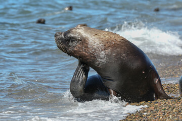 Male Sea Lion , Patagonia, Argentina