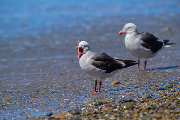Dolphin Gull in the beach, Patagonia Argentina.