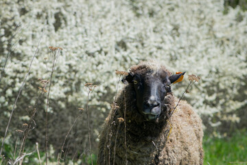 An up close view of a sheep head. front view looking at the camera. sheep in the pasture. home animal. the sheep is grazing in the meadow. gray dirty animal, close-up