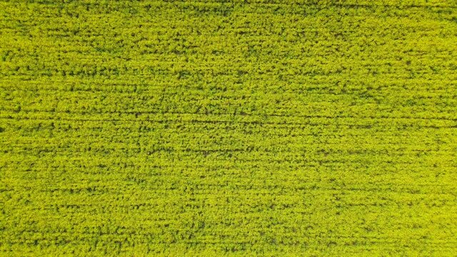 Top down aerial drone view of Yellow canola field. Rapeseed blossom field with strips of bright yellow rape