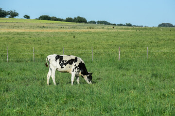 Fototapeta premium Cattle in Argentine countryside,La Pampa Province, Argentina.