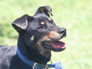 Black dog with brown eyebrow.