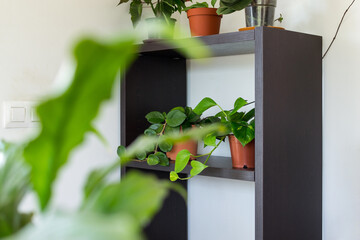 Fototapeta premium Different types of indoor plants on wooden shelf. Concept of indoor garden and cosy ambient. 