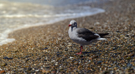 Dolphin Gull in the beach, Patagonia Argentina.