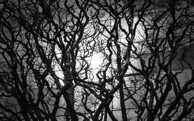 Branches