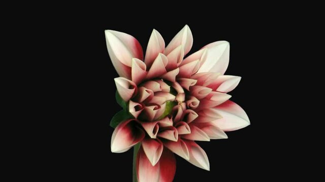 Time-lapse of blooming red dahlia flower 1d1 in PNG+ format with ALPHA transparency channel isolated on black background
