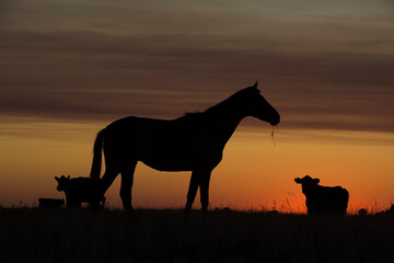 Horse silhouette at sunset, in the coutryside, La Pampa, Argentina.