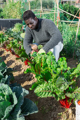 African american male farmer working in a vegetable garden, harvests beets from a garden bed