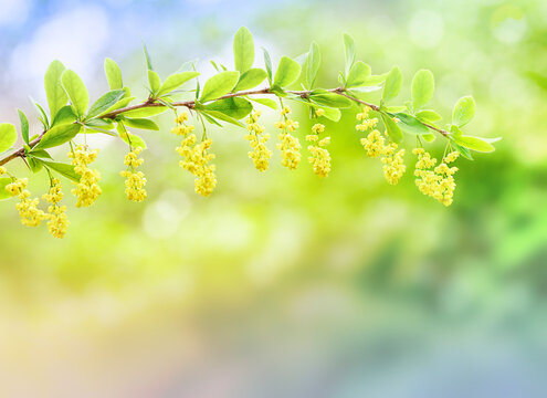 Beautiful yellow branch on a blurred background with defocus light. Free space for inscription