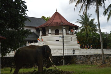 Elephant in front of the Temple
