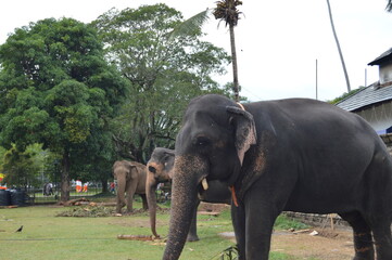 Huge Elephants 