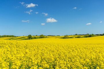 Yellow rapeseed field, in hilly landscape