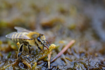 Close-up of a small honey bee looking for water in the damp moss