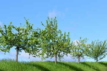 In springtime, several green deciduous trees stand side by side in a meadow against a blue sky