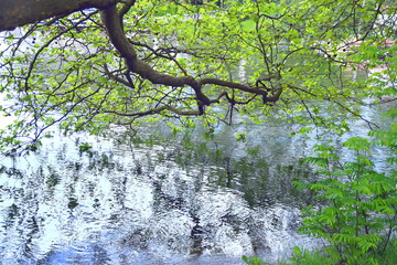 Sich im Wasser spiegelnder Ast mit grünen Blättern