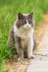 Naklejka na ściany i meble Beautiful big fluffy mongrel cat sits in the grass on the path
