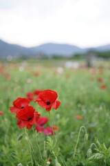 red poppy field