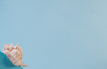 Obraz na płótnie Canvas seashell, seashells isolated on a blue background, blue background with a beautiful seashell