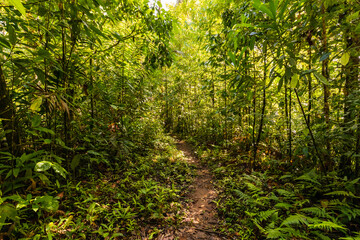 Pathway in the primary rainforest (jungle) in Corcovado National Park in Costa Rica