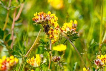 Bumblebee on a kidney vetch flower