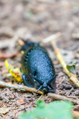 Close up of a black slug on the ground