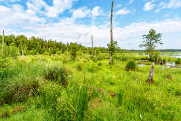 Wetland at a lake with dead trees