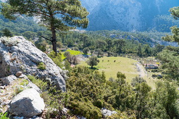 Beautiful natural summer landscape with green trees, bushes and rocks. With mountains on the background