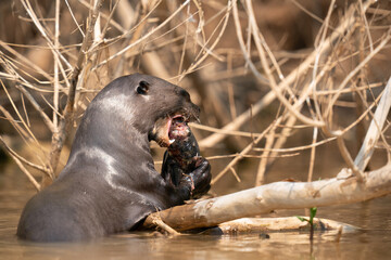 The giant otter or giant river otter (Pteronura brasiliensis) 