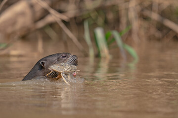The giant otter or giant river otter (Pteronura brasiliensis) 