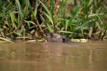 The giant otter or giant river otter (Pteronura brasiliensis) 