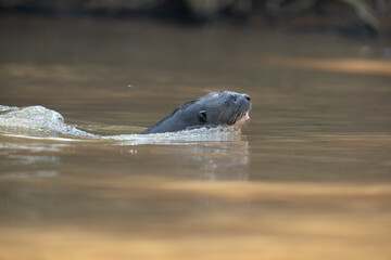 Obraz premium The giant otter or giant river otter (Pteronura brasiliensis) 