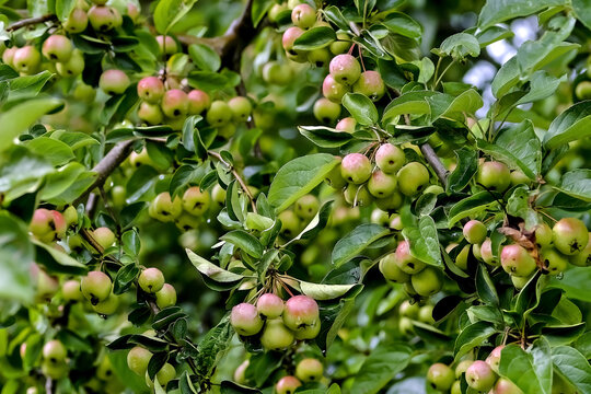 Very many red fruits of a grabapple named "Butterball" (Malus x zumi) ripe on the branches after a rain in summer, Bavaria, Germany