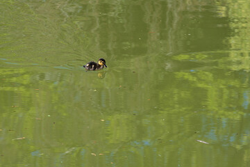 Beautiful view of cute duck baby (Mallard duckling) with nice colors of lake water on university campus, Dublin, Ireland. Copy space. Soft and selective focus