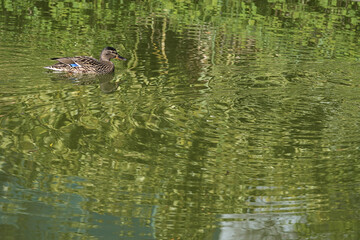 Beautiful view of duck (Mallard) mother with nice colors of lake water on university campus, Dublin, Ireland. Copy space. Soft and selective focus