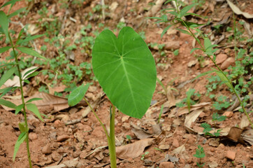 Beautiful green leaf in the ground