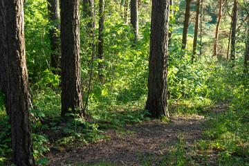 Obraz premium Forest around the Seskines Os (Seskines Ozas), glacial period gravel ridge in Vilnius, Lithuania