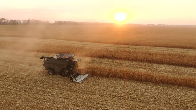 Combine harvester harvesting ripe corn on a sunny day.