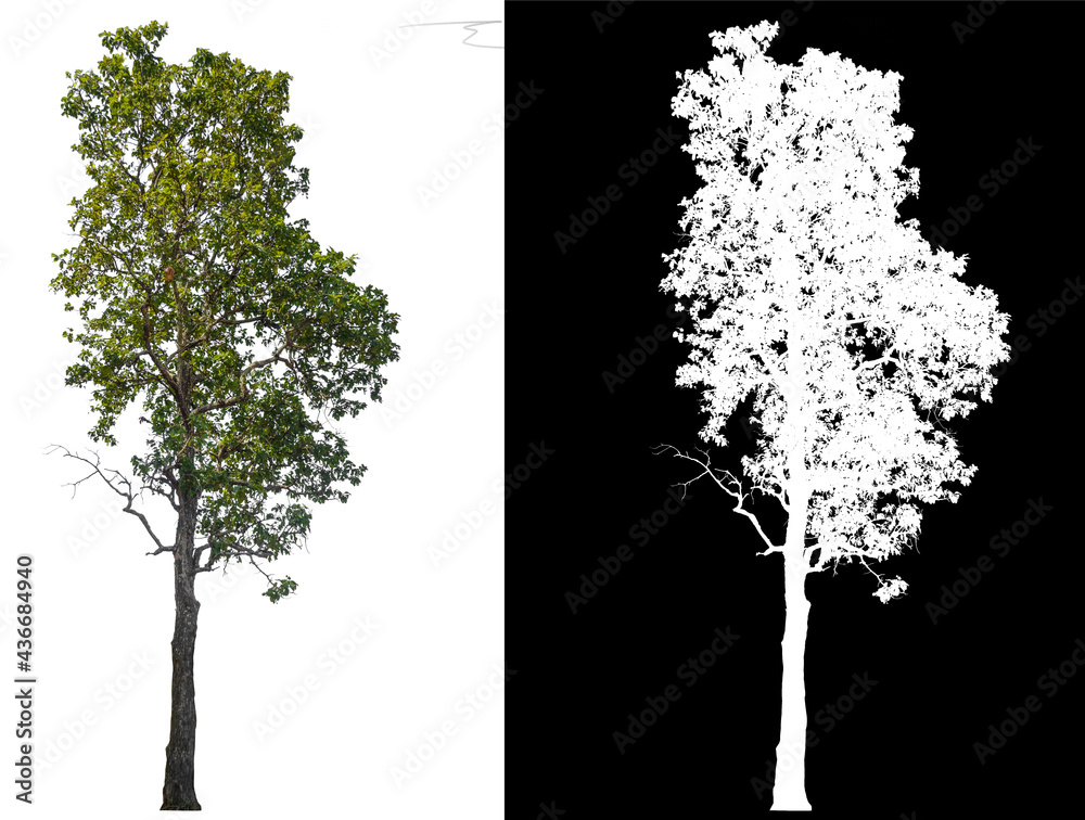 Poster isolated tree on white background with selected and path inside, alpha channel built in picture for 