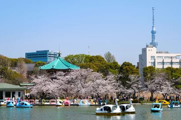 Foto op Plexiglas 東京都台東区 春の上野公園 不忍池の桜とビル群 © 健太 上田