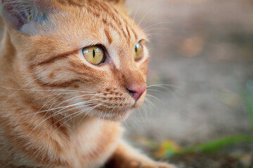 The young ginger cat looks to the side and sits on the ground. Portrait of a fluffy orange cat with yellow eyes in nature, close up. ginger breed