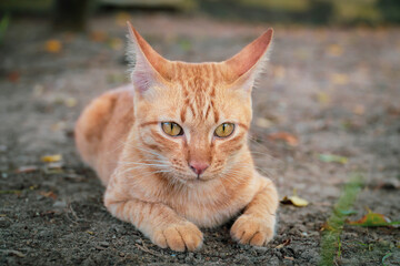 The young ginger cat looks to the side and sits on the ground. Portrait of a fluffy orange cat with yellow eyes in nature, close up. ginger breed