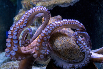 octopus underwater close up portrait